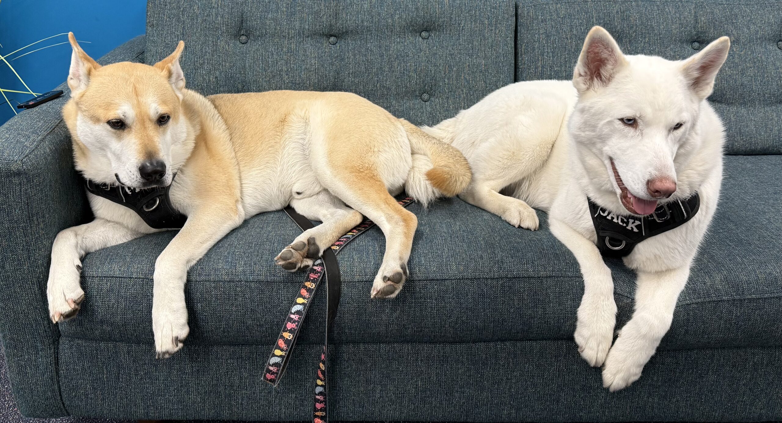 Paco & Jack